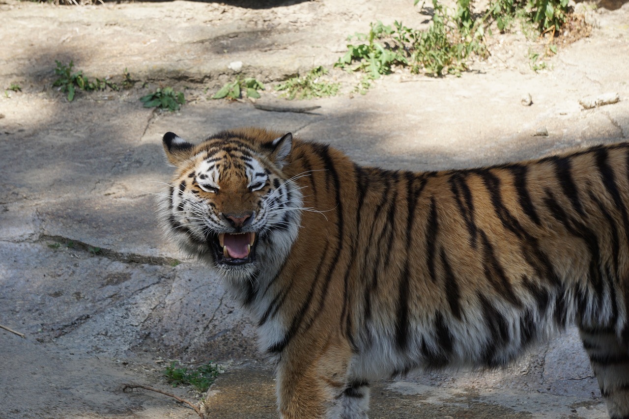 sumatran tiger  predator  big cat free photo