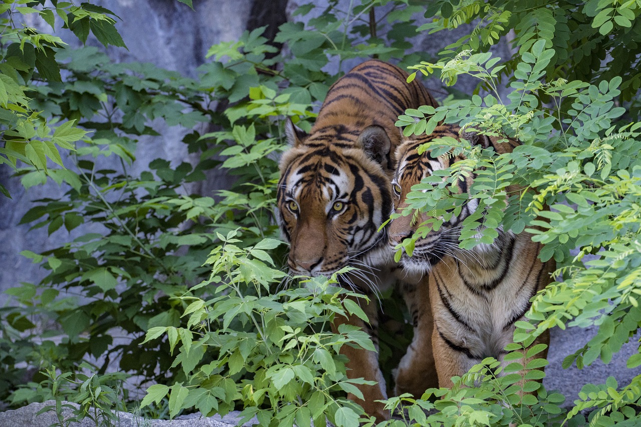 sumatran tiger  tiger  predator free photo