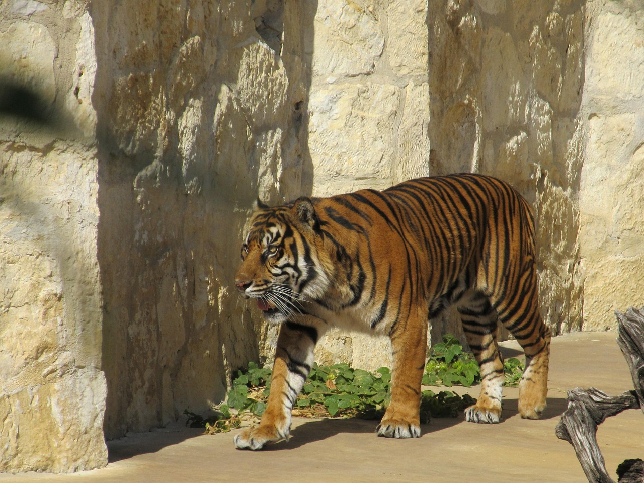 sumatran tiger big cat tiger free photo