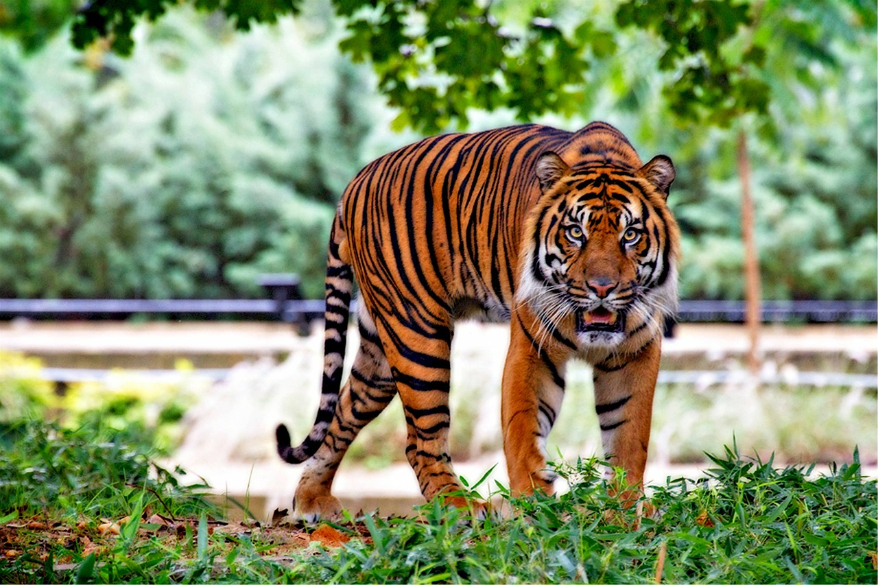 sumatran tiger tiger big cat free photo