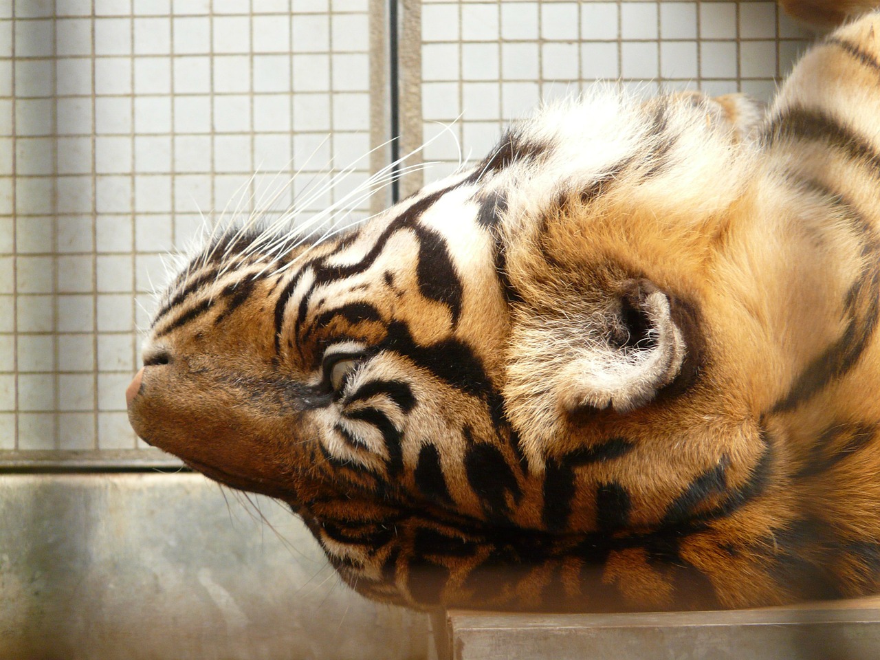 sumatran tiger tiger cat free photo