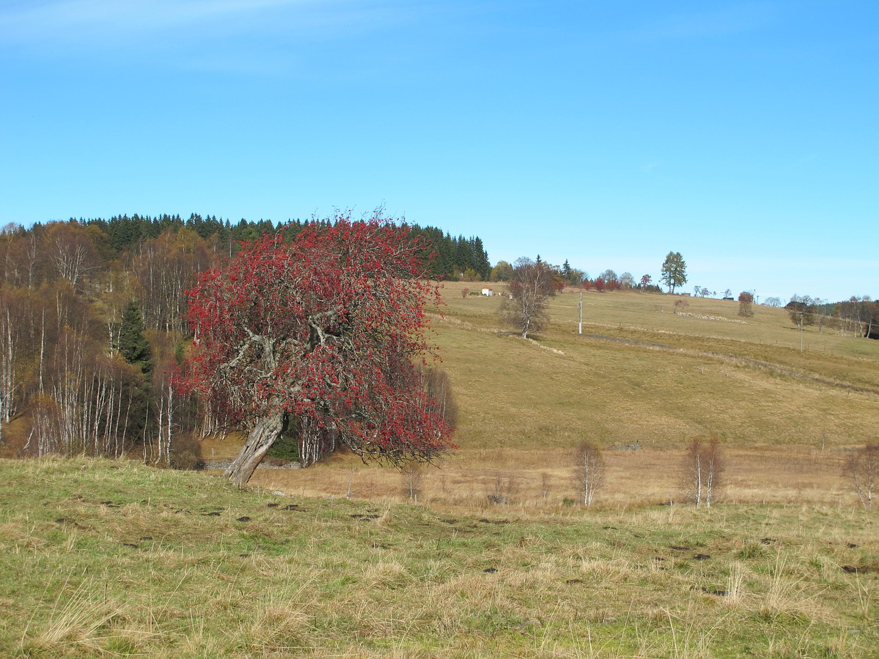 šumava crane view free photo