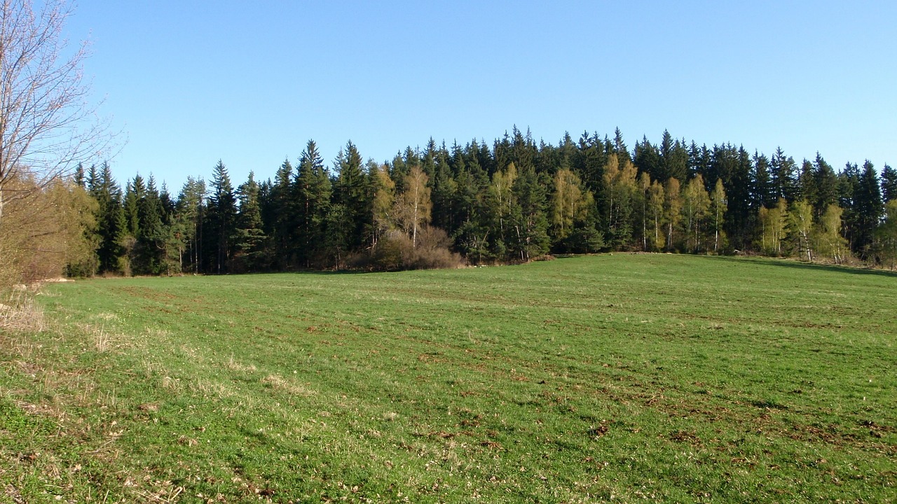 šumava field trees free photo