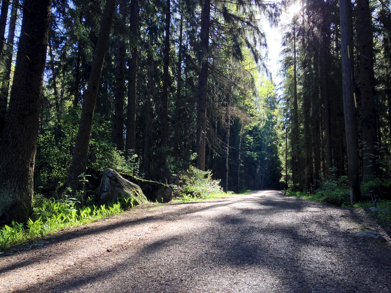 summer light rays forest free photo