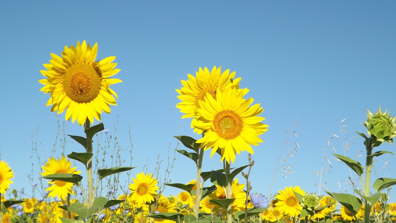 summer sunflowers field free photo
