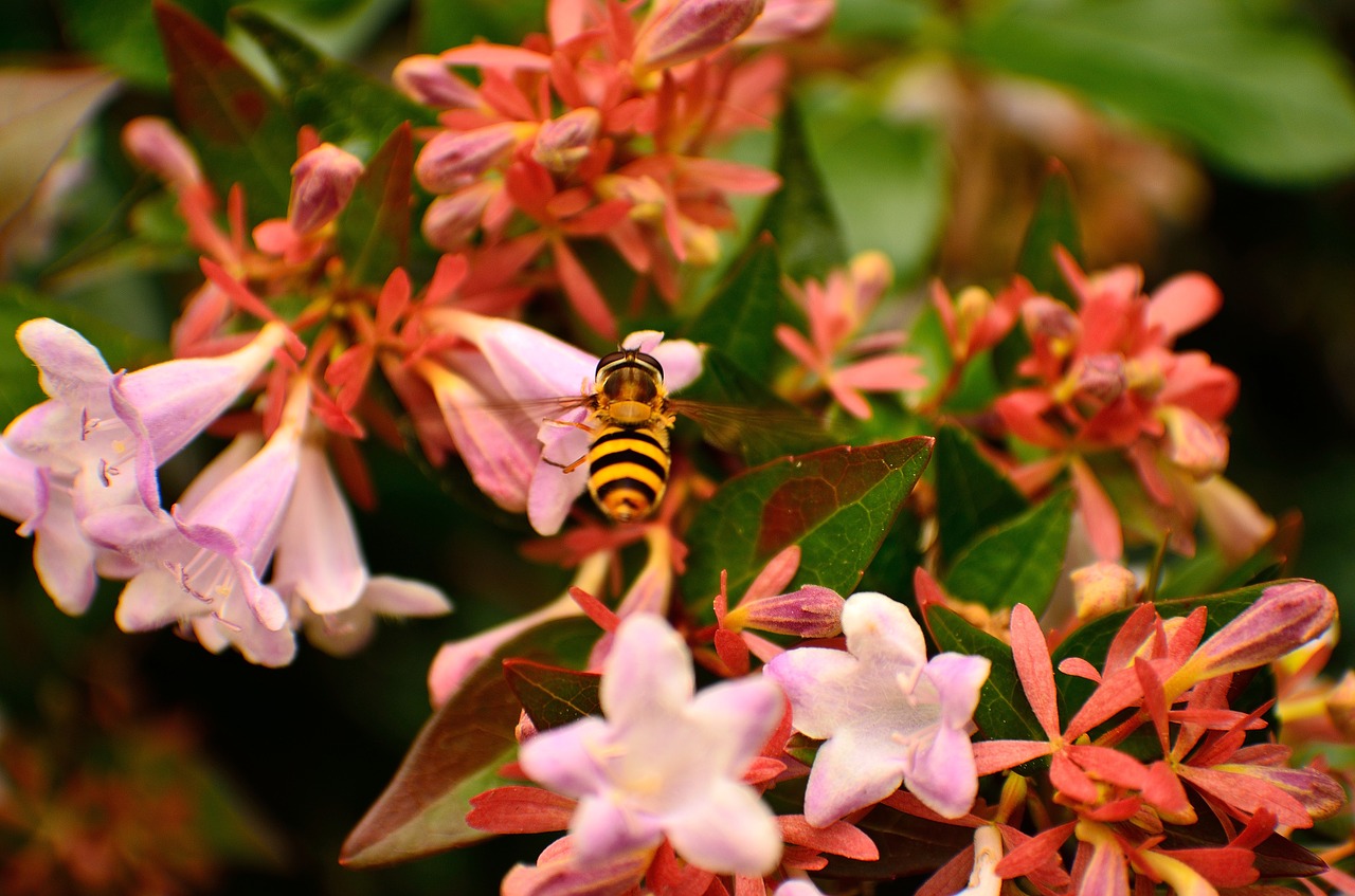 summer wasp macro free photo