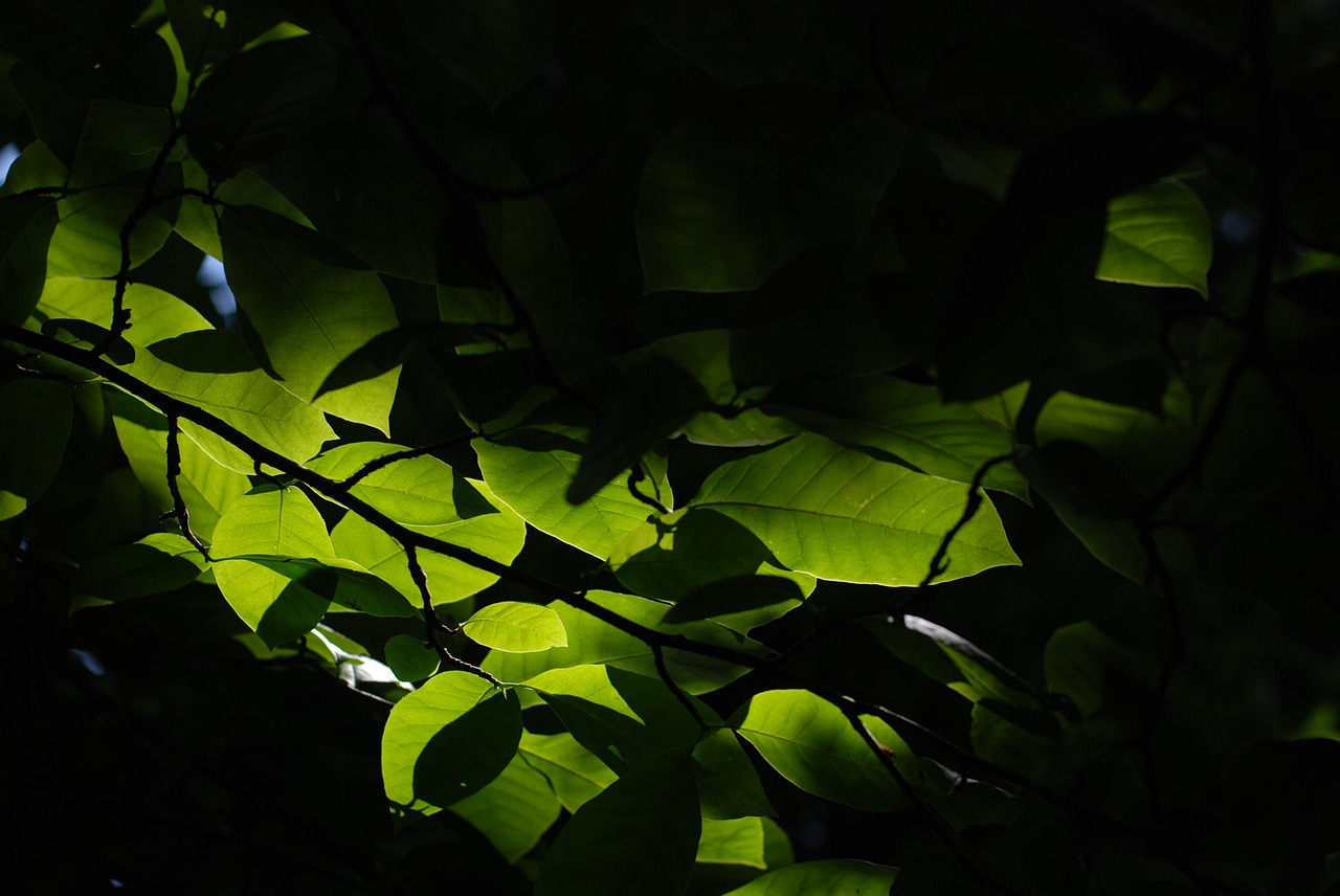 summer leaves park free photo