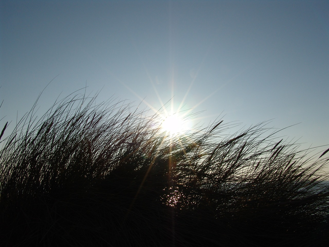 summer sun grass free photo