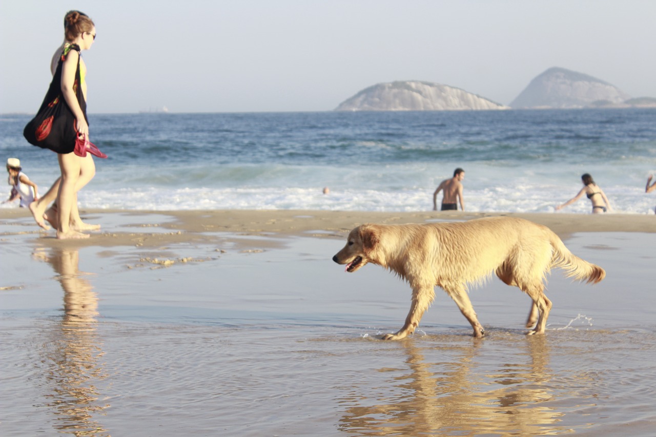 summer beach sol free photo