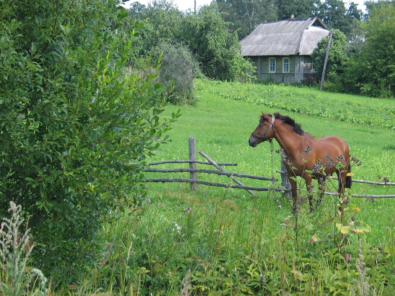 summer horse landscape free photo