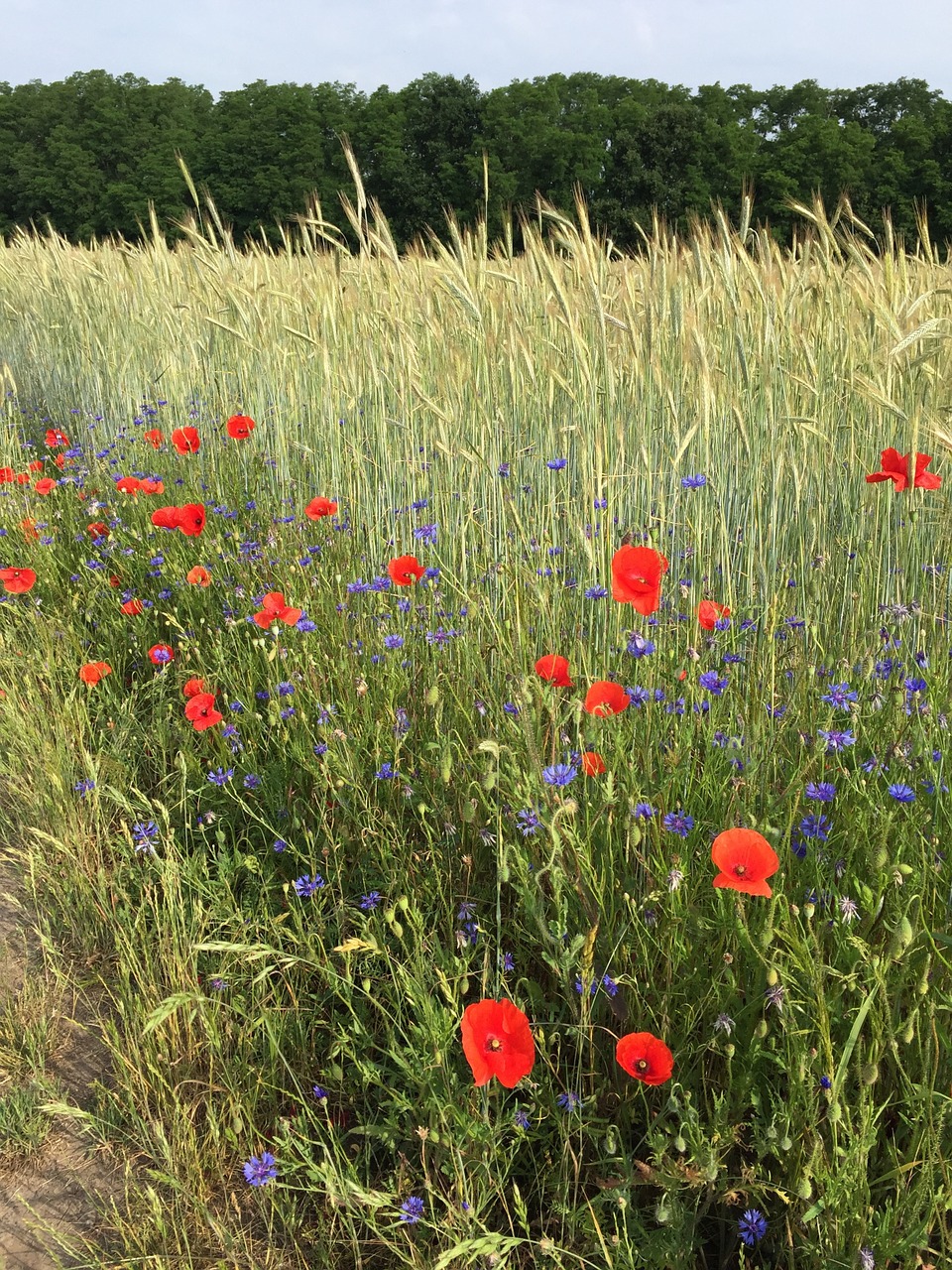 summer sun field free photo