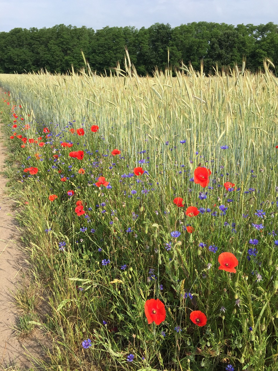 summer sun field free photo