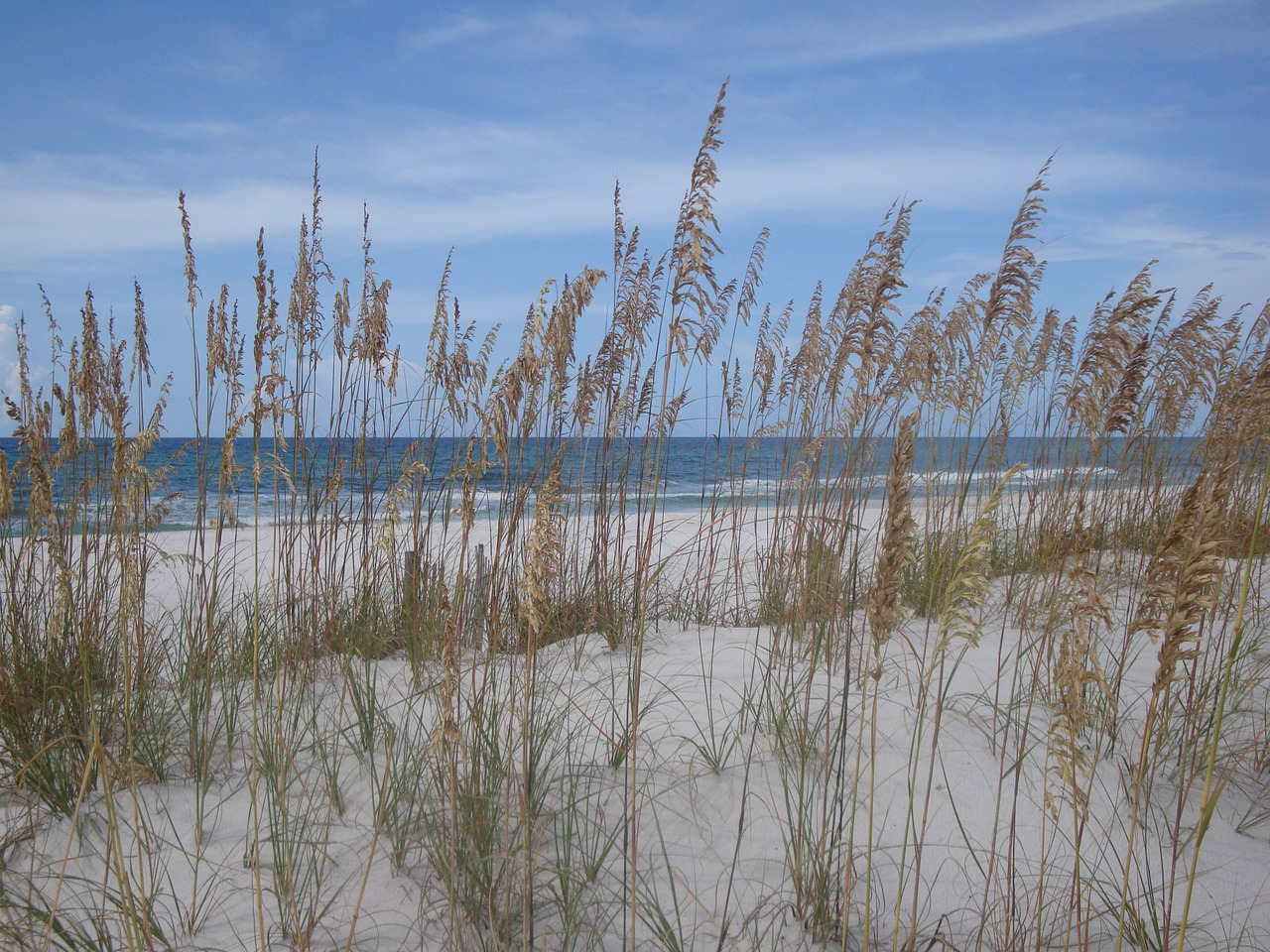 summer sea beach free photo