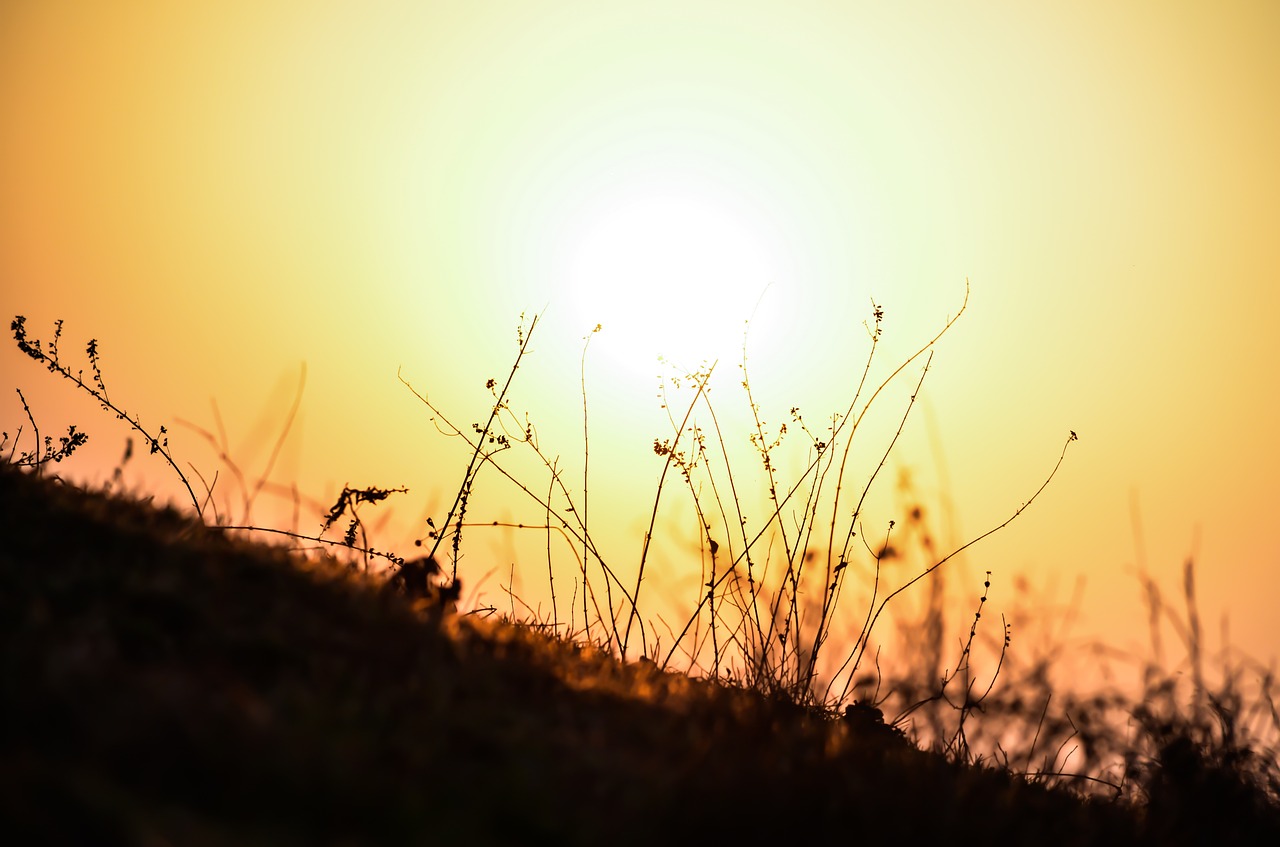 summer field outdoors free photo