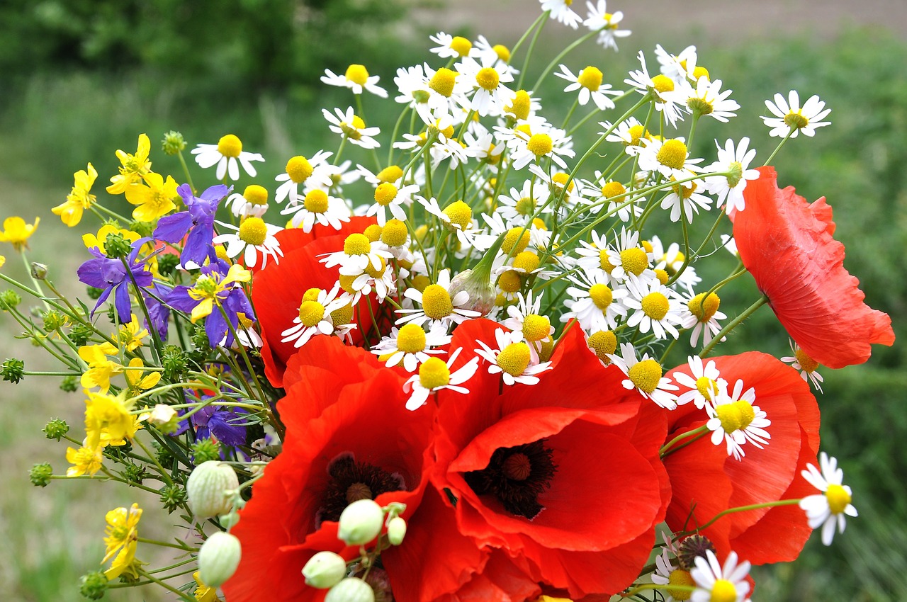 summer poppy bouquet free photo