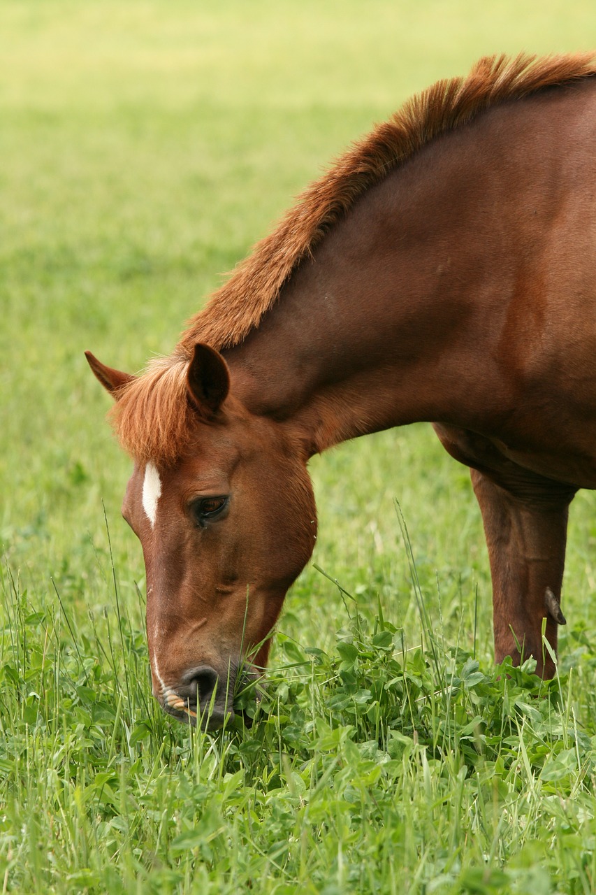 Edit free photo of Summer,brown horse,eating hay,pasture,horse head ...