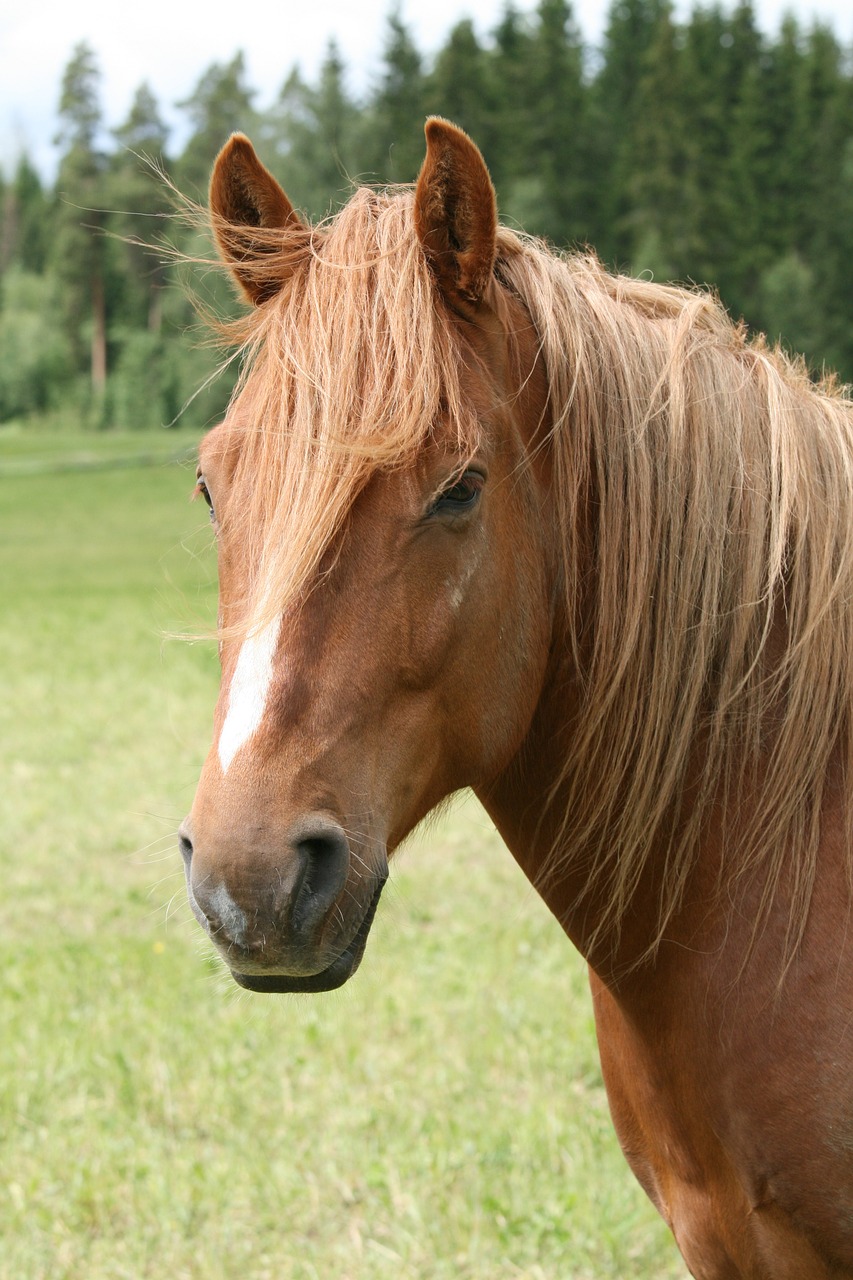 summer brown horse head pasture free photo