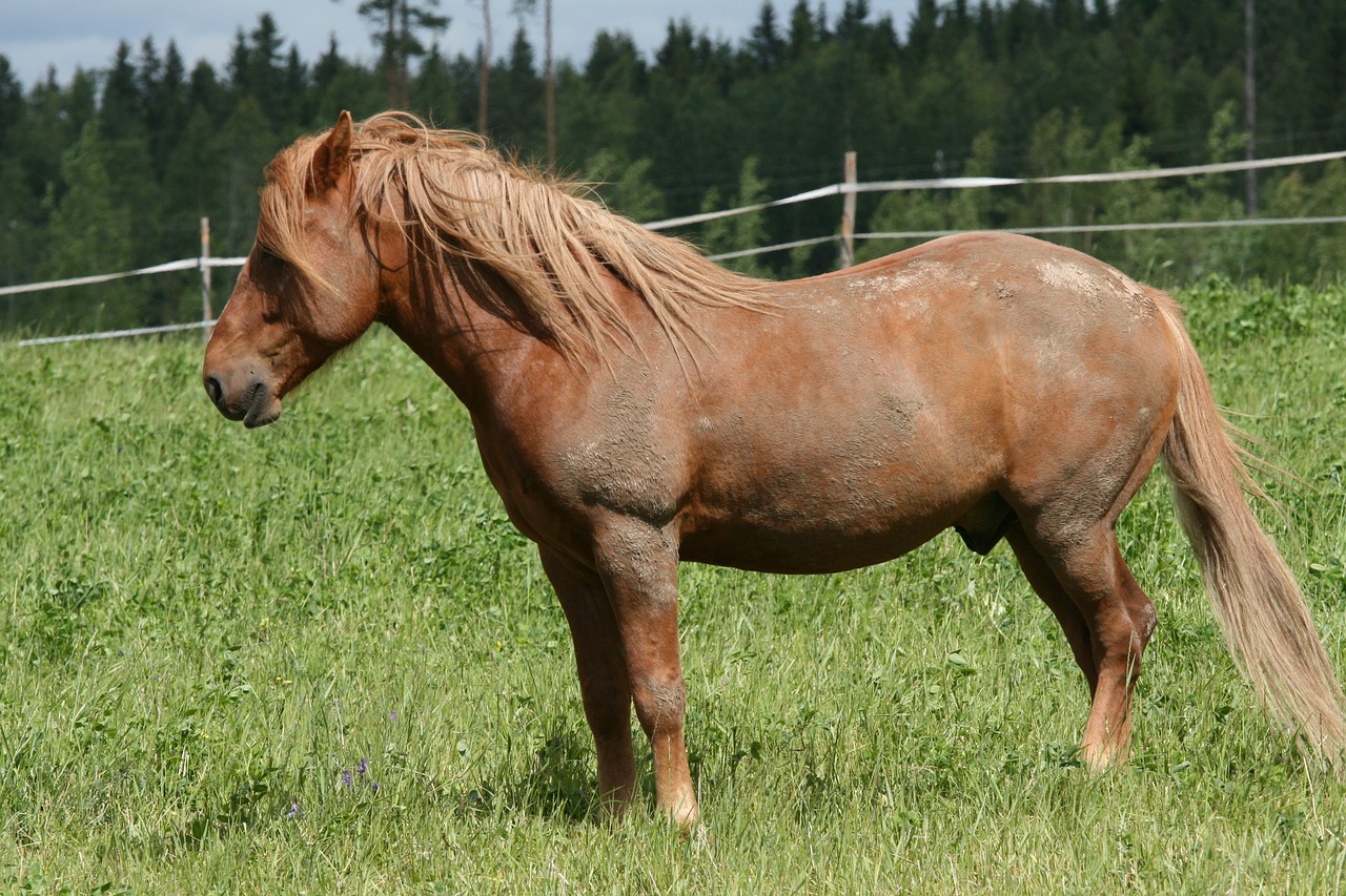 summer brown horse at grass free photo