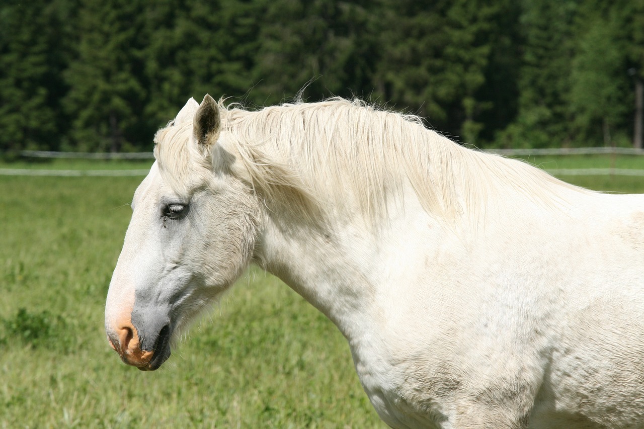 summer white horse horse head free photo