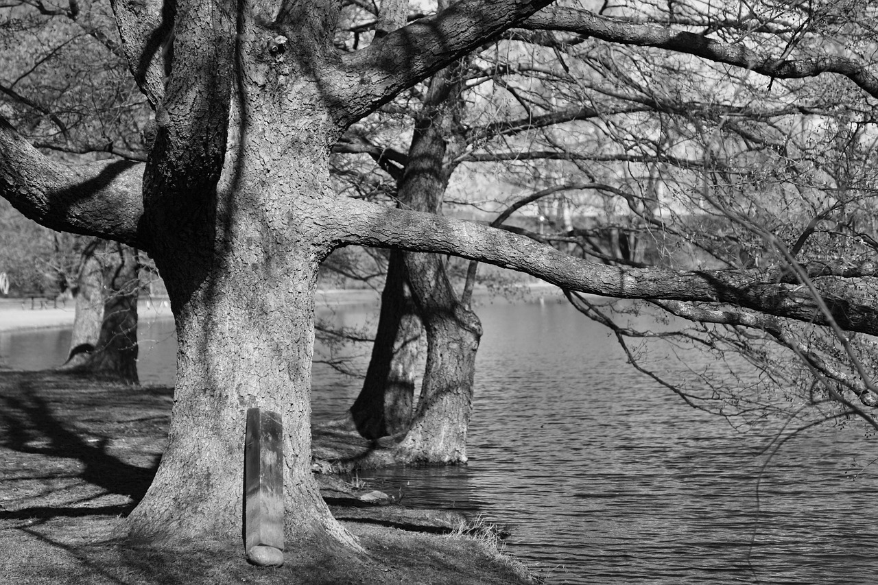 summer trees by the lake b w photo free photo