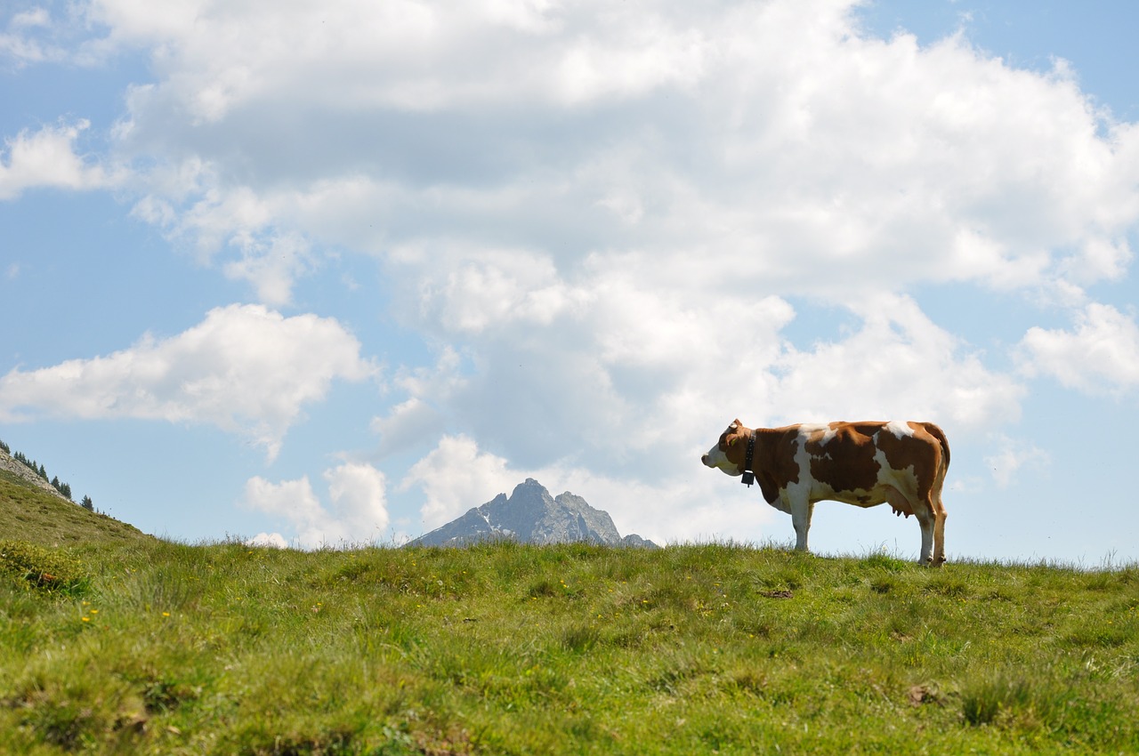 summer cow mountain free photo