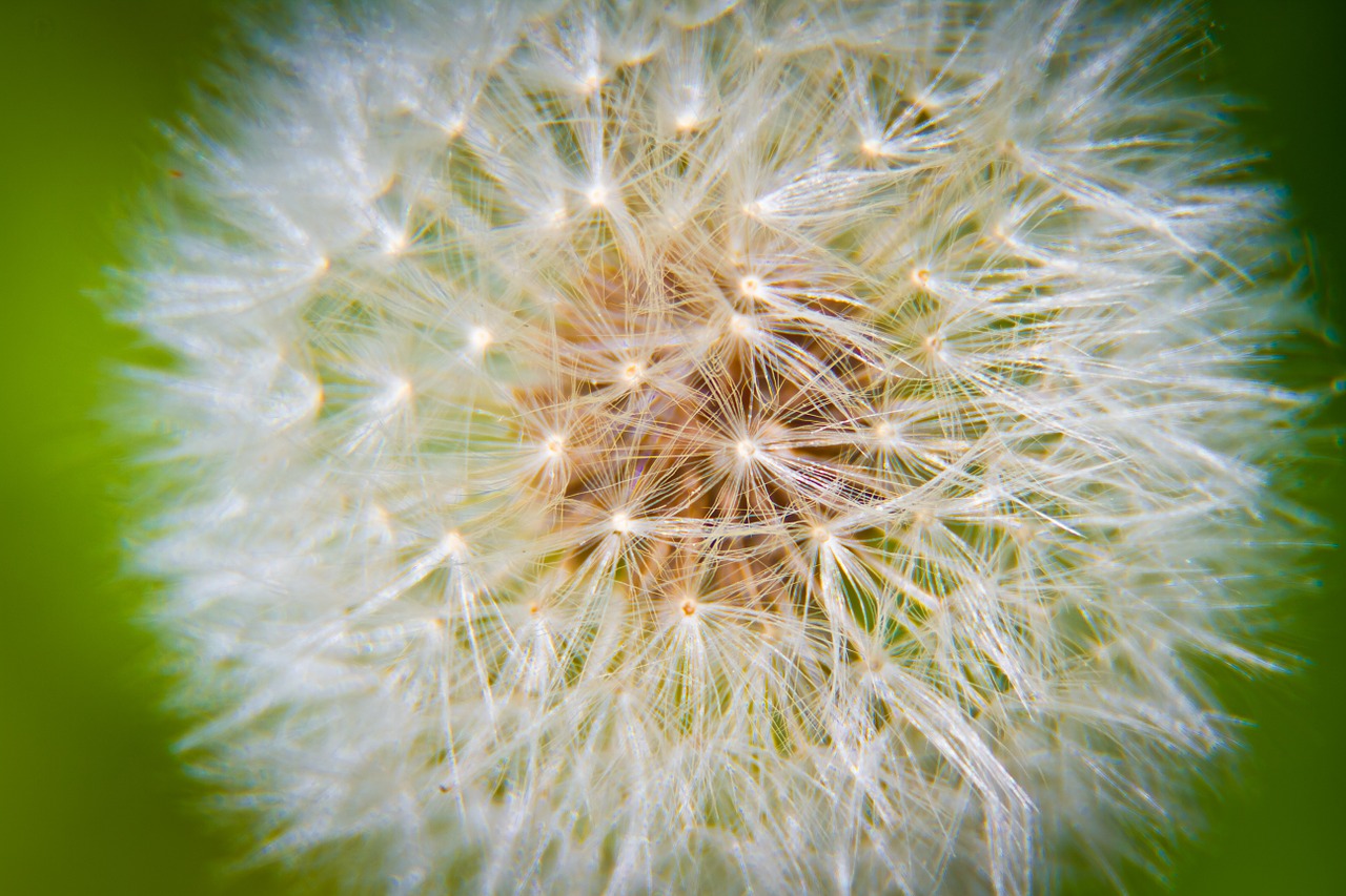 summer dandelion field free photo