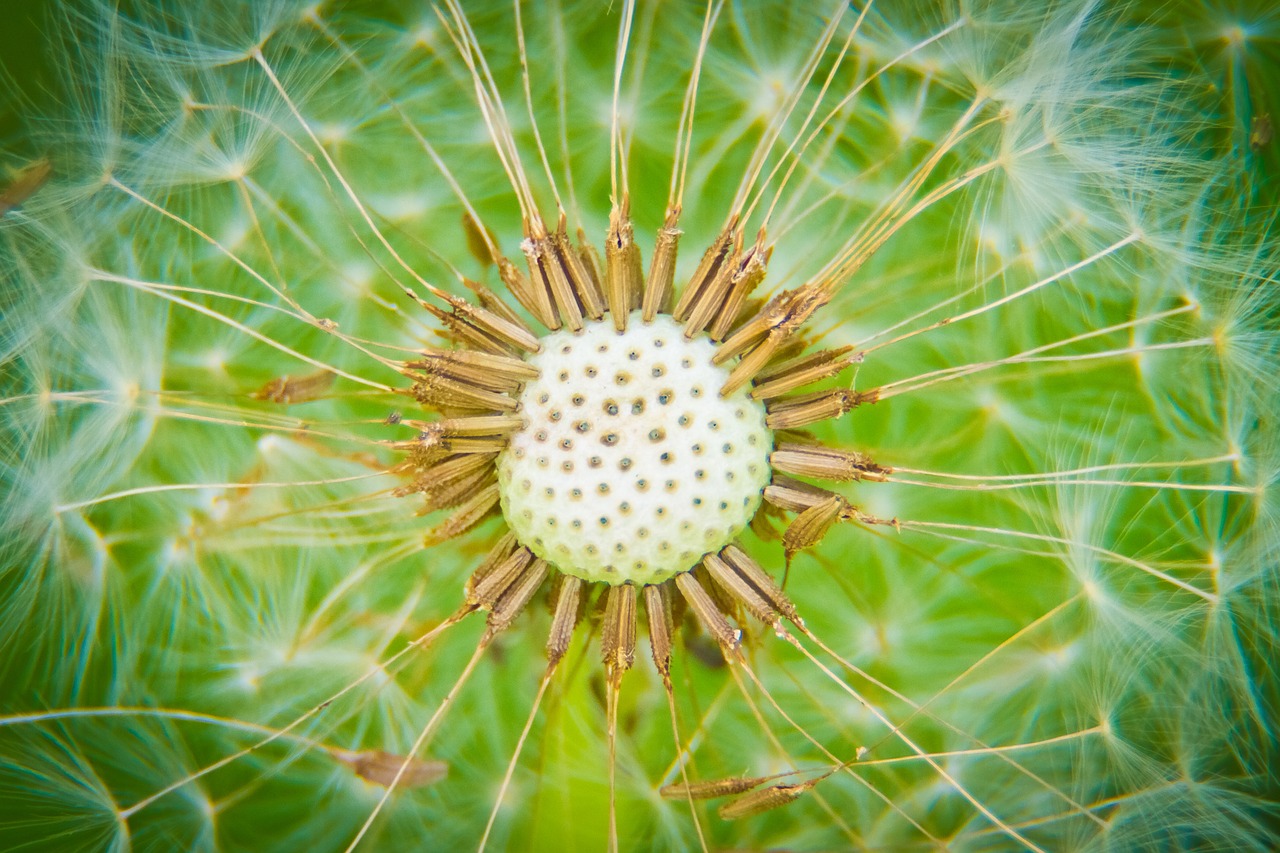 summer dandelion glade free photo