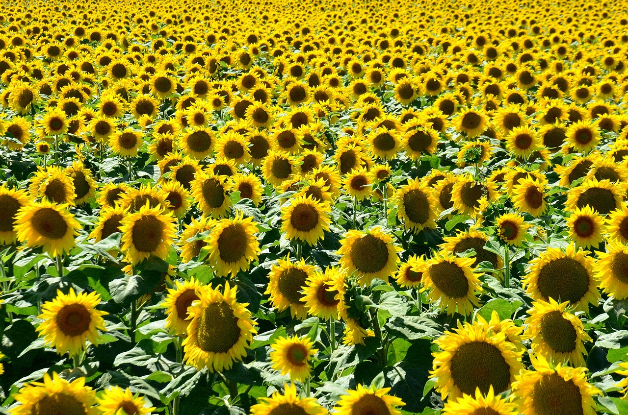 summer sunshine sunflower free photo