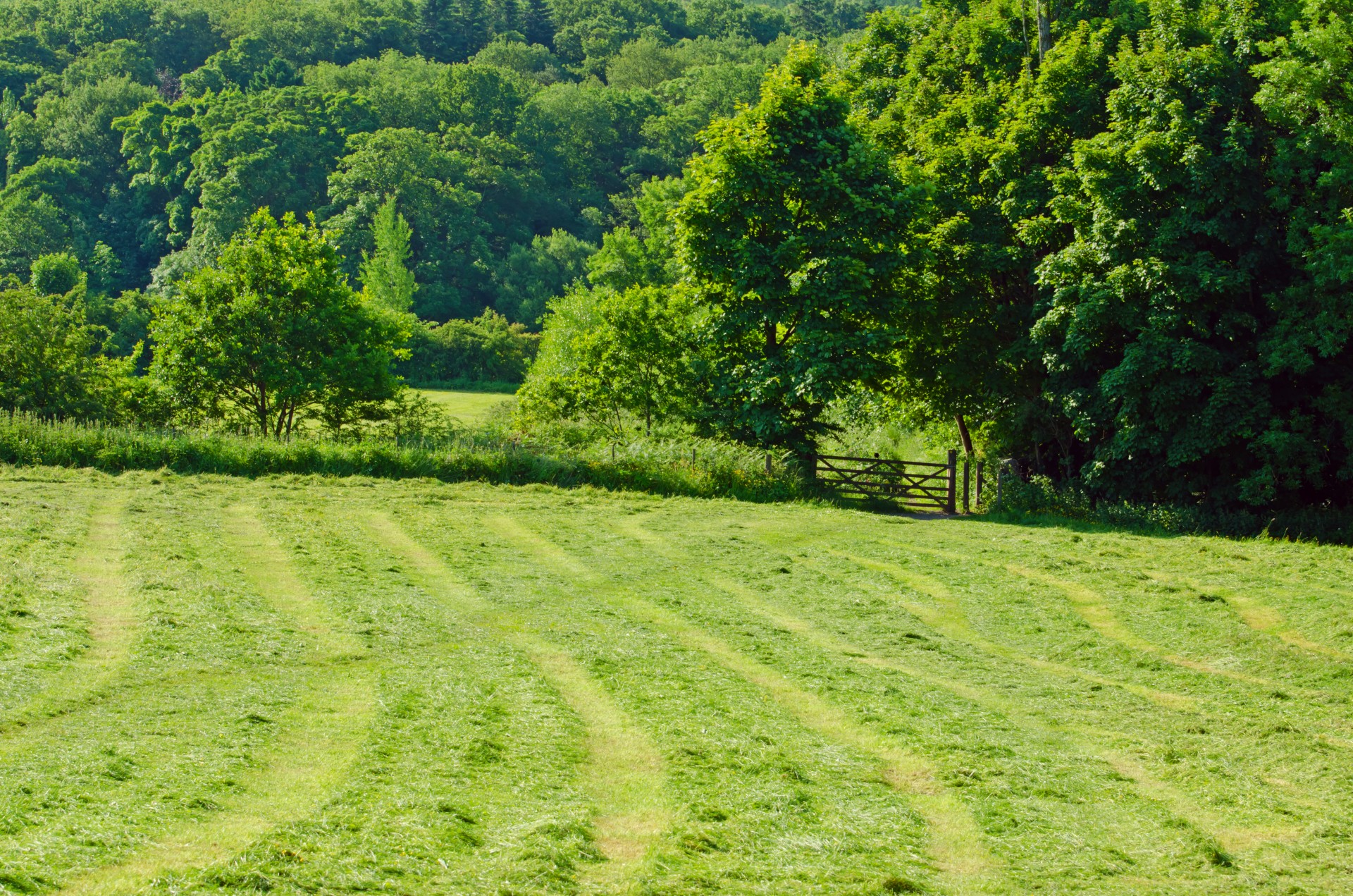 flora meadow agriculture free photo