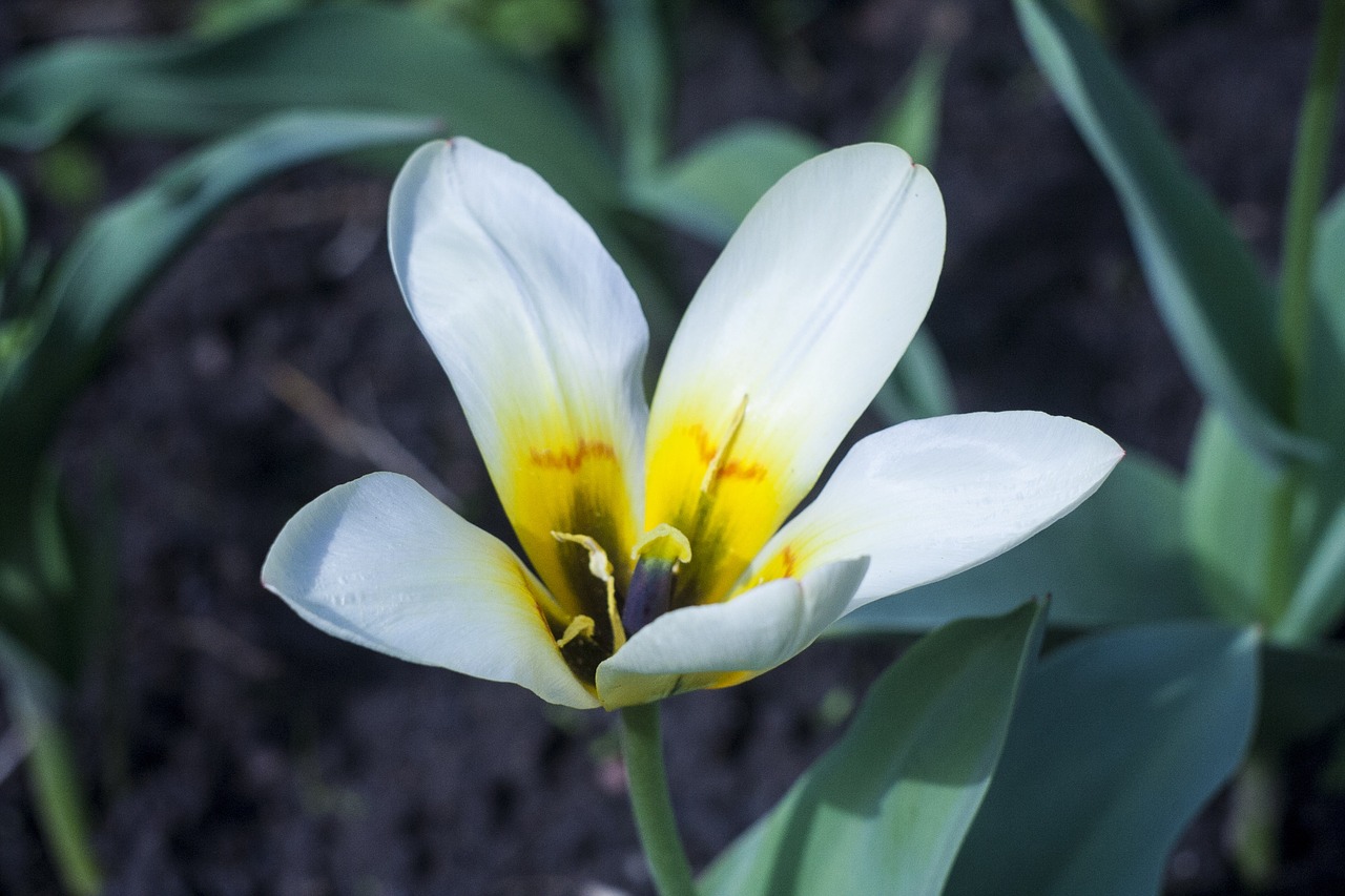 summer white flower flowers free photo