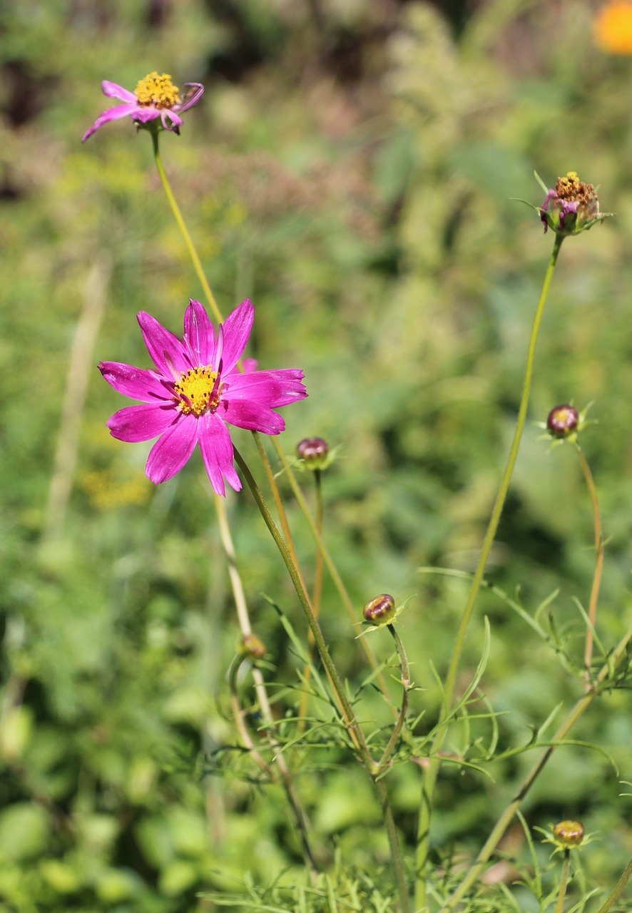 summer flowers nature free photo