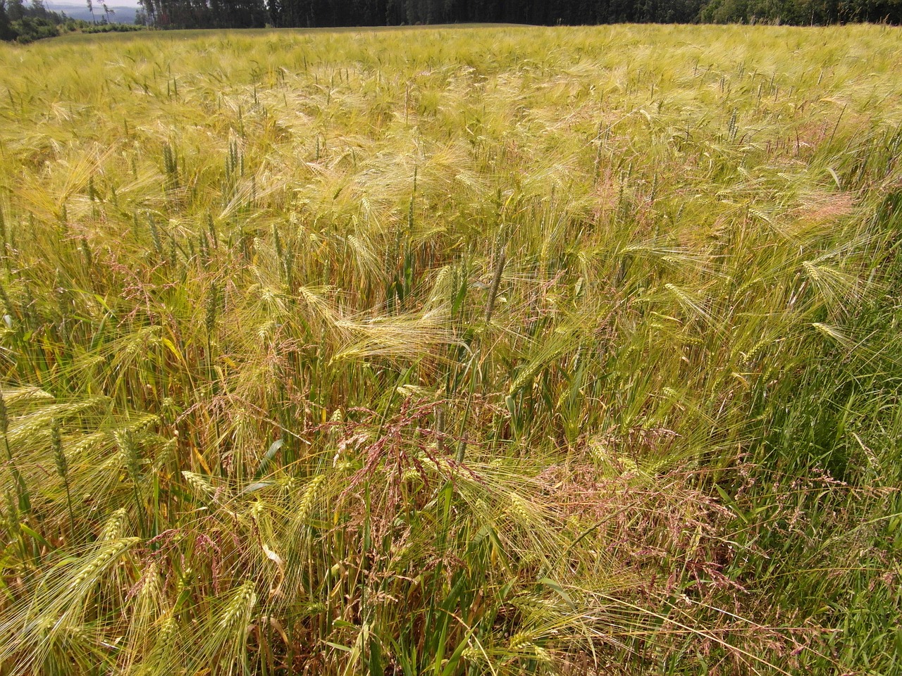 summer field barley free photo