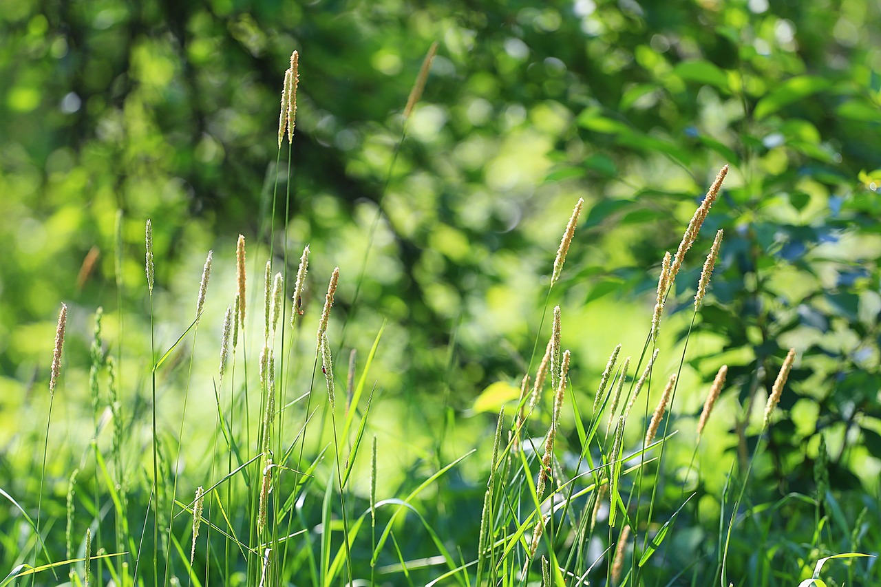 summer grass green grass free photo