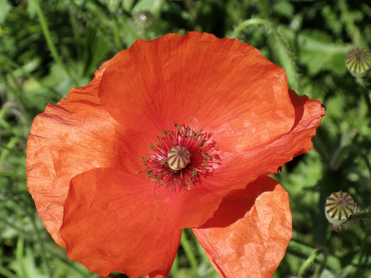 summer poppy nature free photo