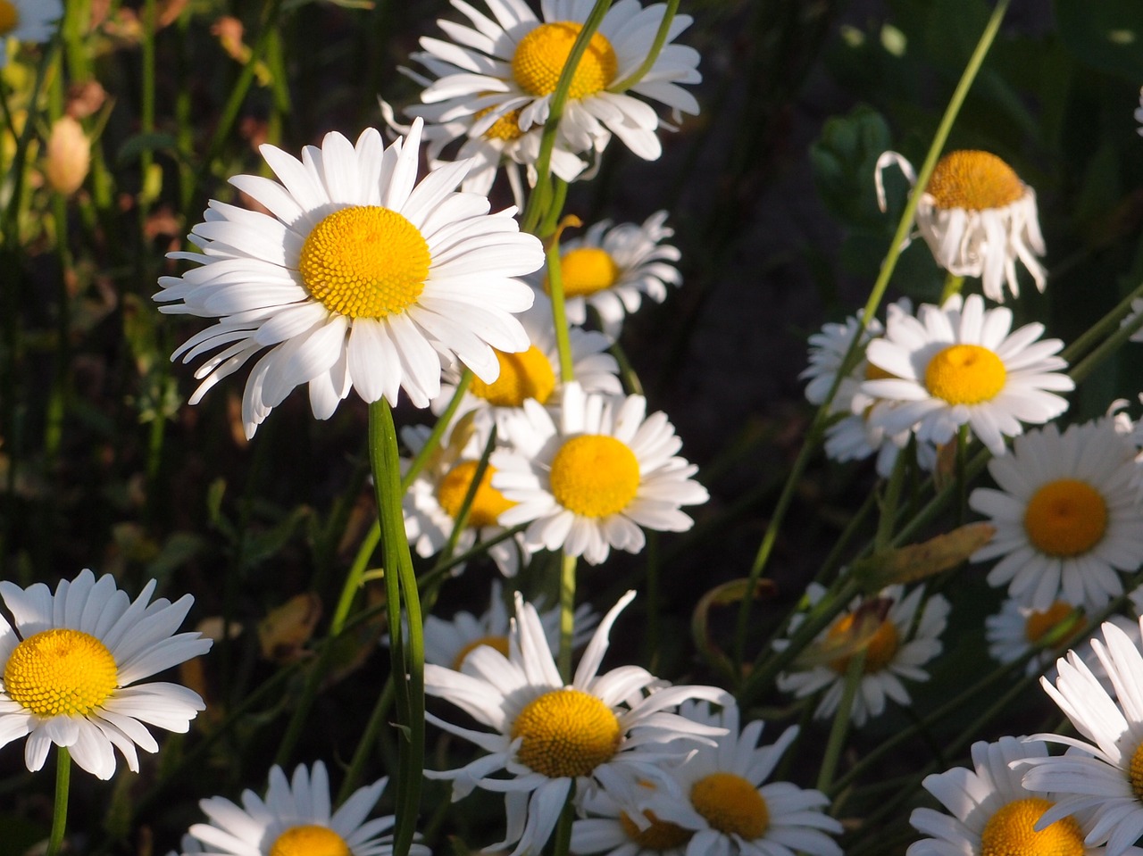 summer flowers grass free photo