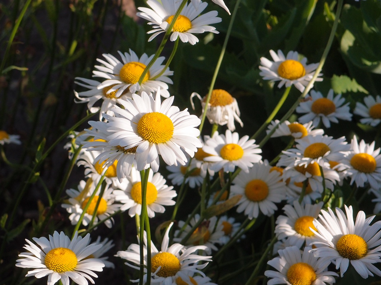 summer flowers grass free photo