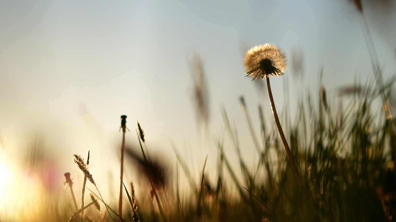 summer dandelion sunset free photo