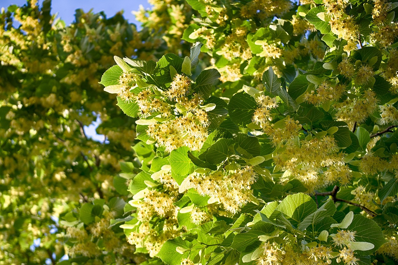 summer tree leaves free photo