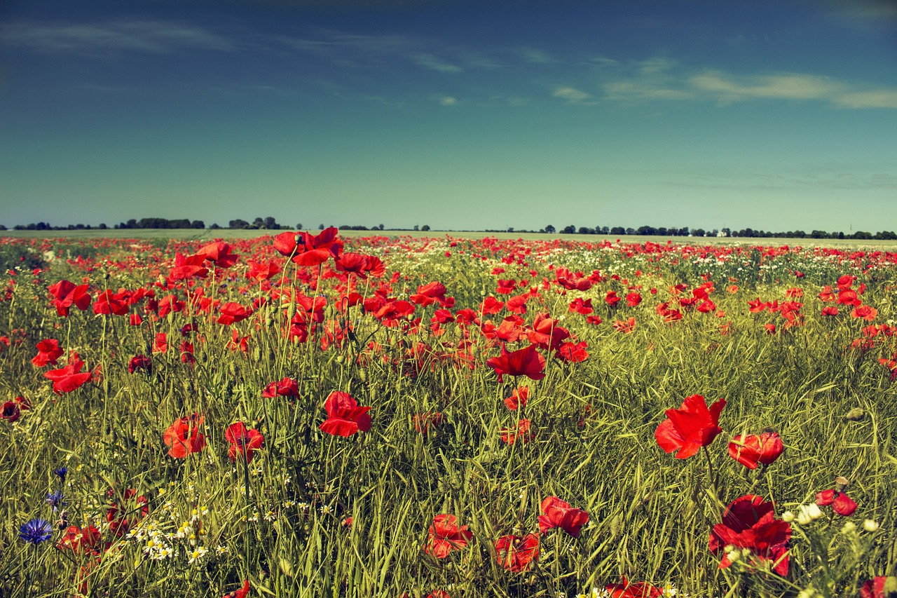 summer meadow poppies free photo