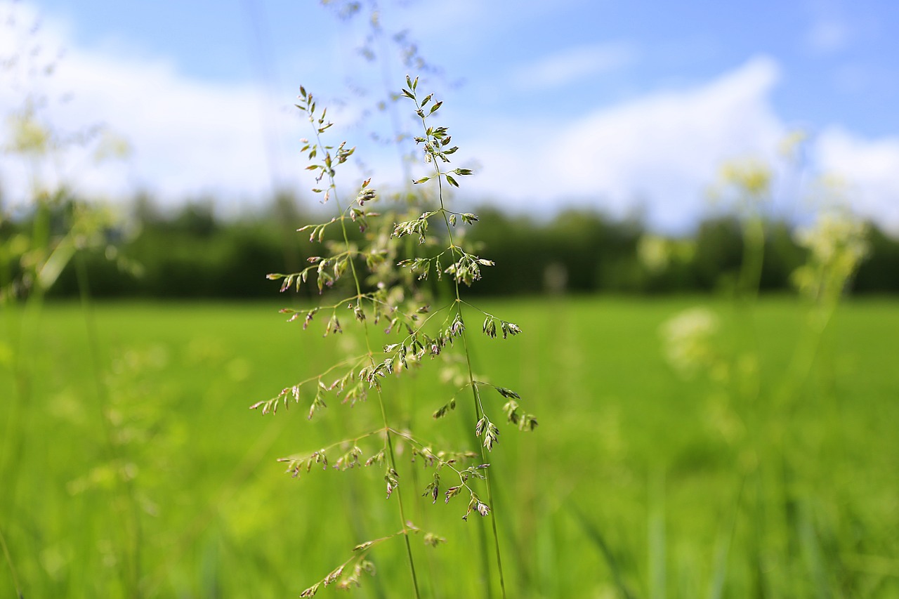 summer beauty grass free photo