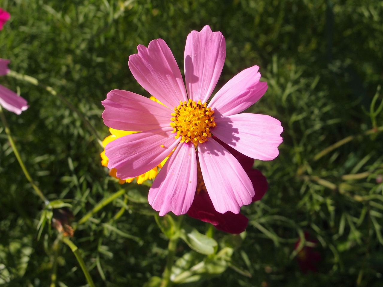 summer flowers flower bed free photo