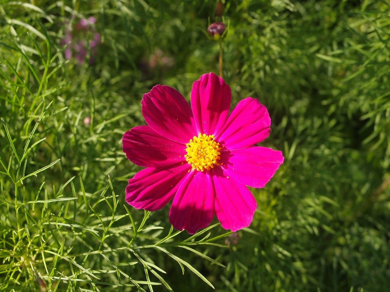 summer flowers flower bed free photo