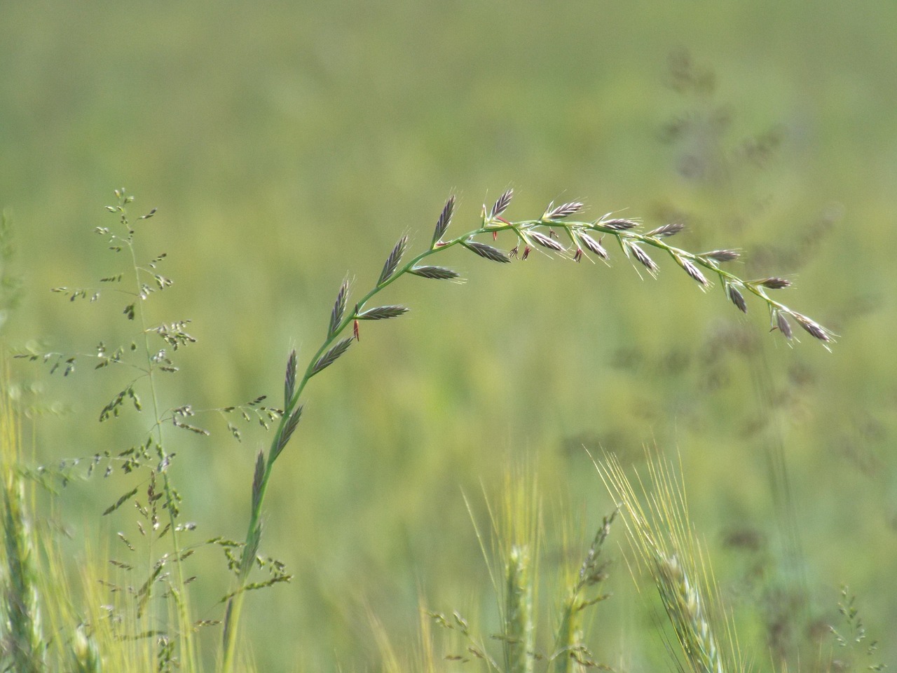 summer meadow grasses free photo