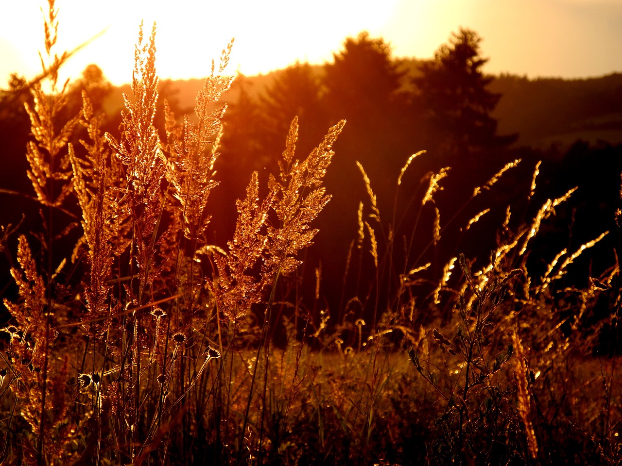 summer sunset light free photo