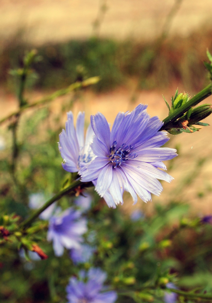 summer flower chicory free photo