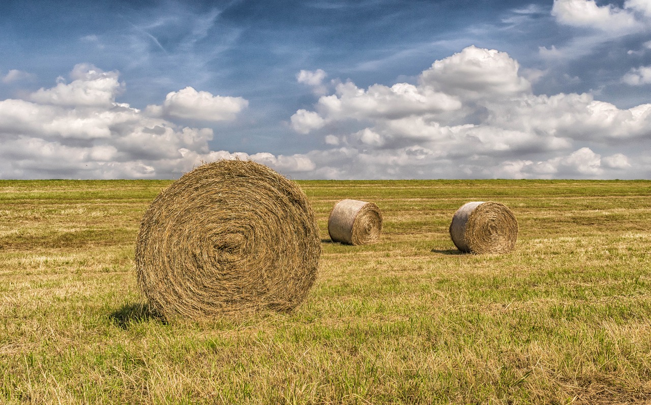 summer harvest straw free photo