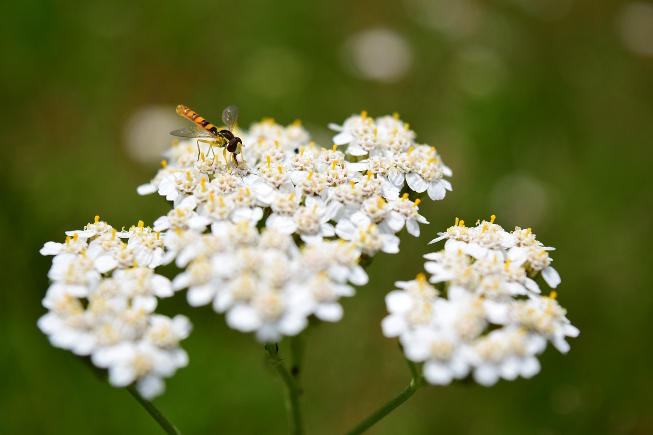 yarrow summer fly free photo