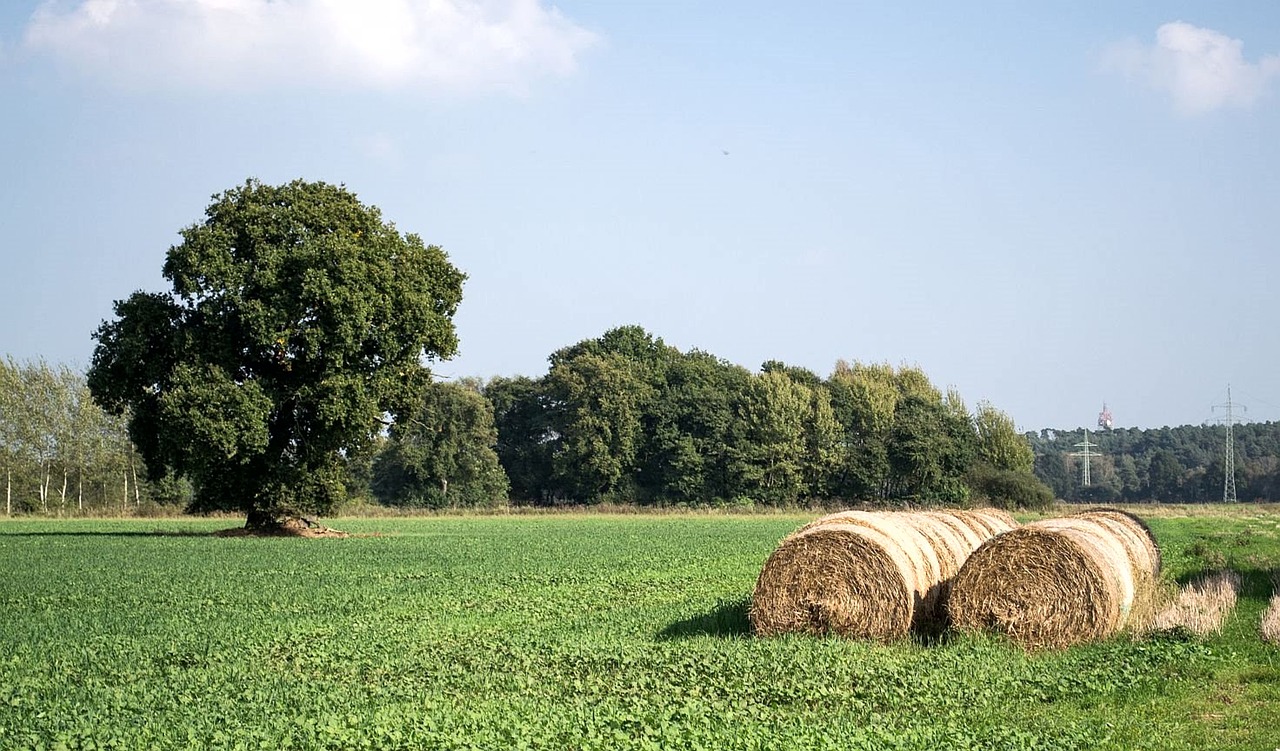 summer nature field free photo