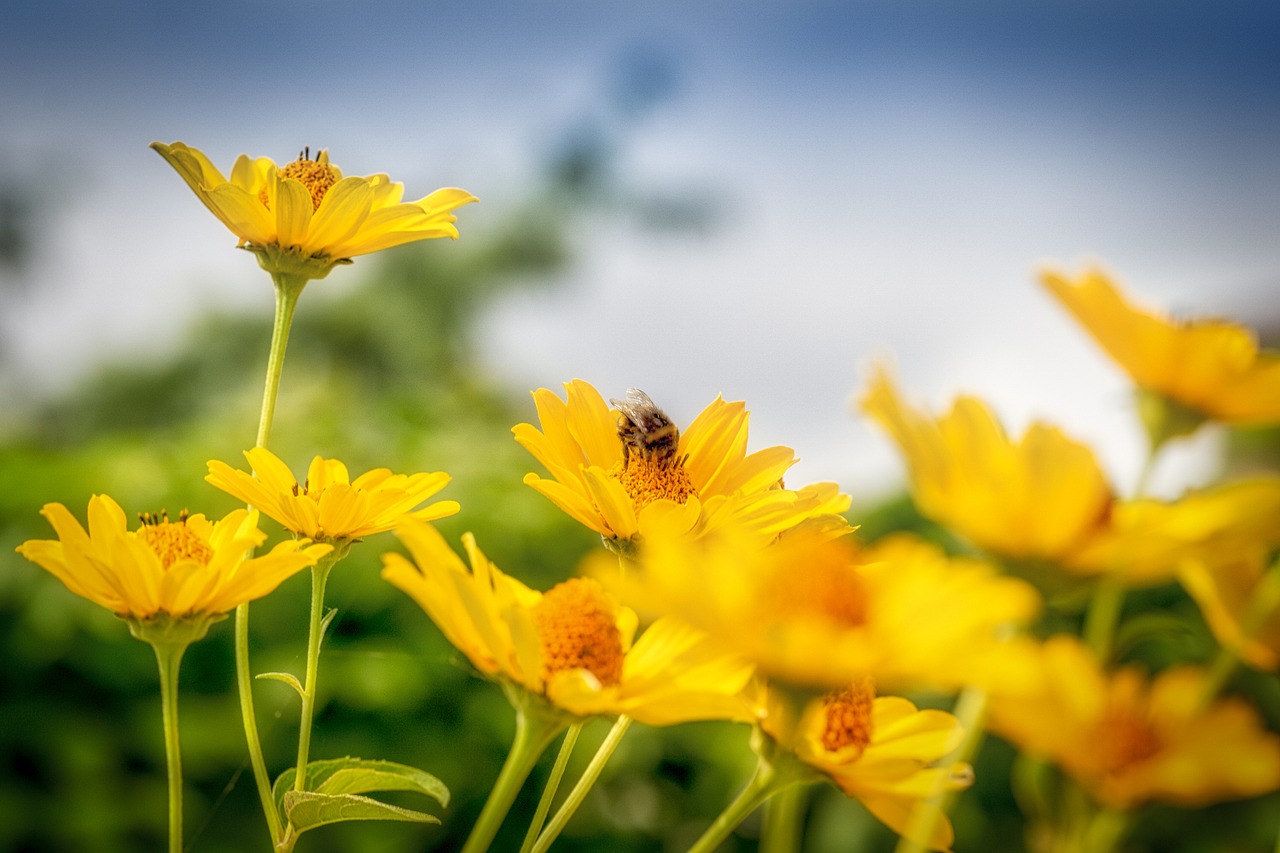 summer sun flowering plant free photo