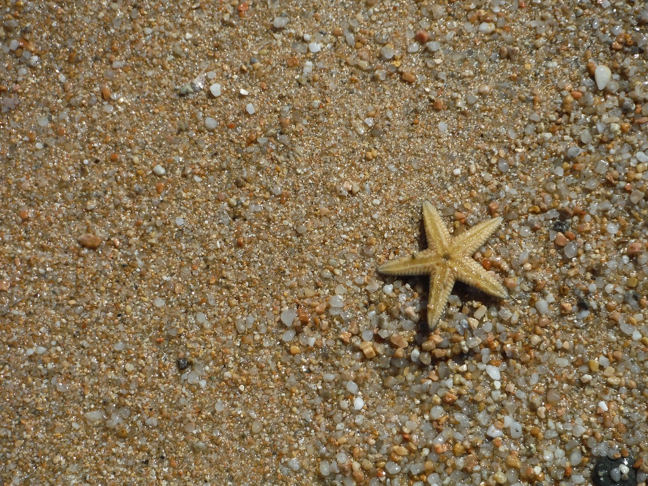 summer sea sand free photo